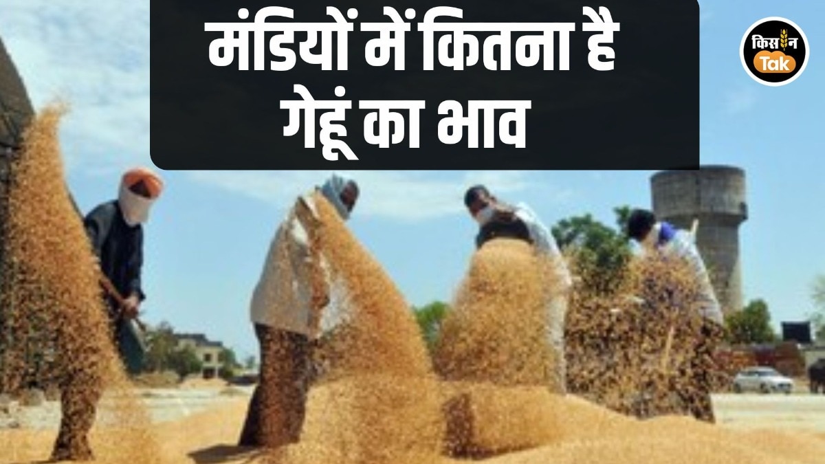 Wheat Price 