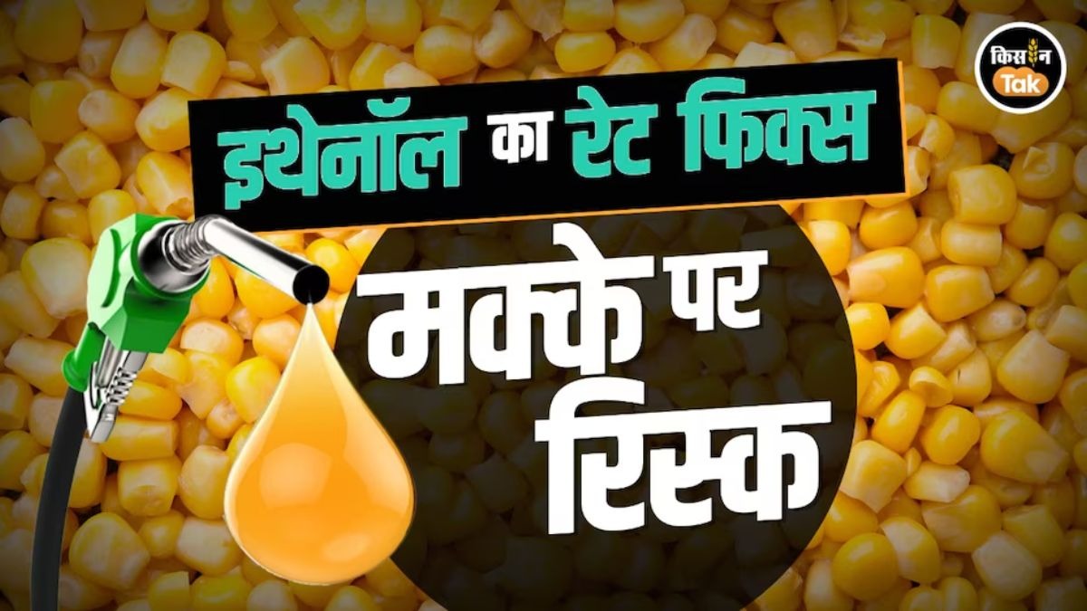 मक्के का दाम धड़ाम