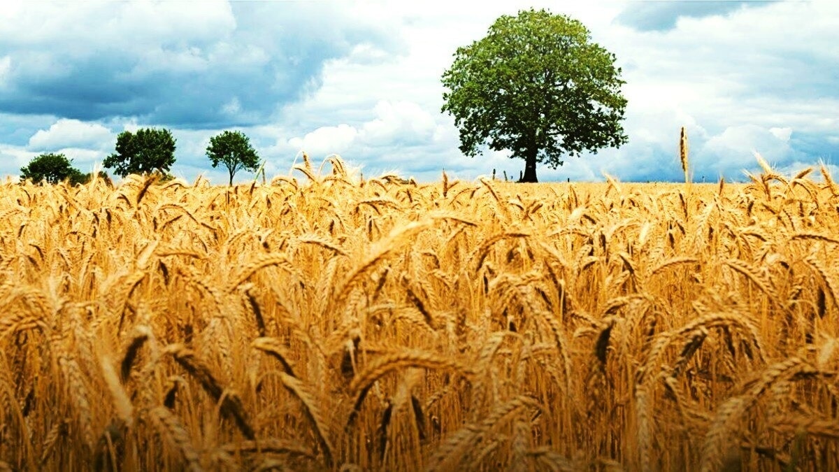 Wheat production estimate australia