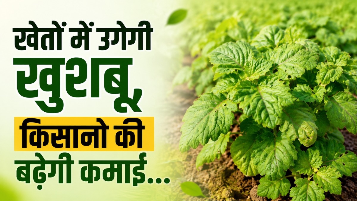 खेतों में उगेगी खुशबू, किसानों की बढ़ेगी कमाई! छत्तीसगढ़ में पचौली की खेती को बढ़ावा