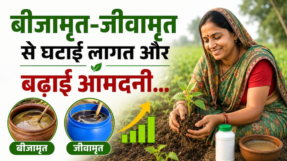 प्राकृतिक खेती से बदली शीला कुशवाहा की तकदीर, बीजामृत-जीवामृत से घटाई लागत और बढ़ाई आमदनी प्राकृतिक खेती से बदली शीला कुशवाहा की तकदीर, बीजामृत-जीवामृत से घटाई लागत और बढ़ाई आमदनी