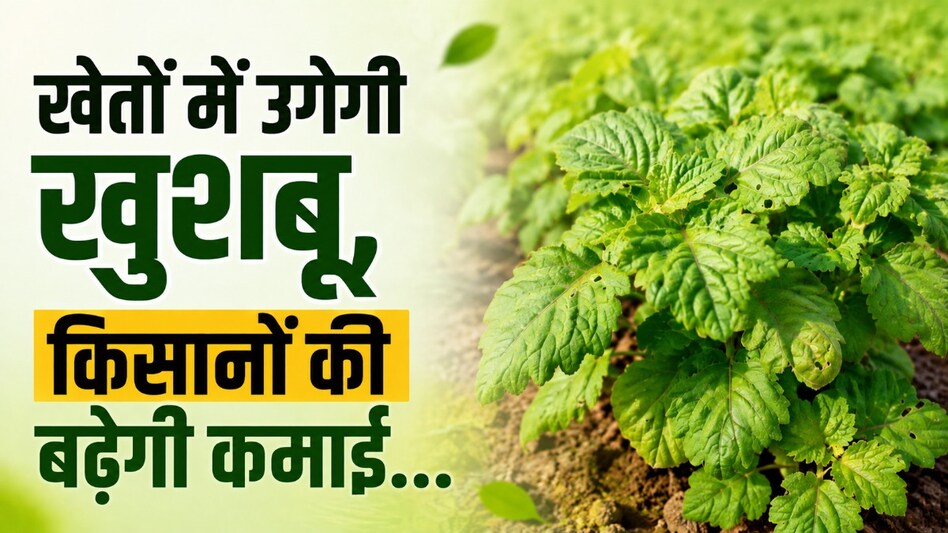 खेतों में उगेगी खुशबू, किसानों की बढ़ेगी कमाई! छत्तीसगढ़ में पचौली की खेती को बढ़ावा खेतों में उगेगी खुशबू, किसानों की बढ़ेगी कमाई! छत्तीसगढ़ में पचौली की खेती को बढ़ावा