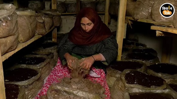 Mushroom Farming Bandipora Aasia Begum