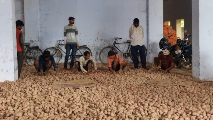 Kannauj Potato Crisis