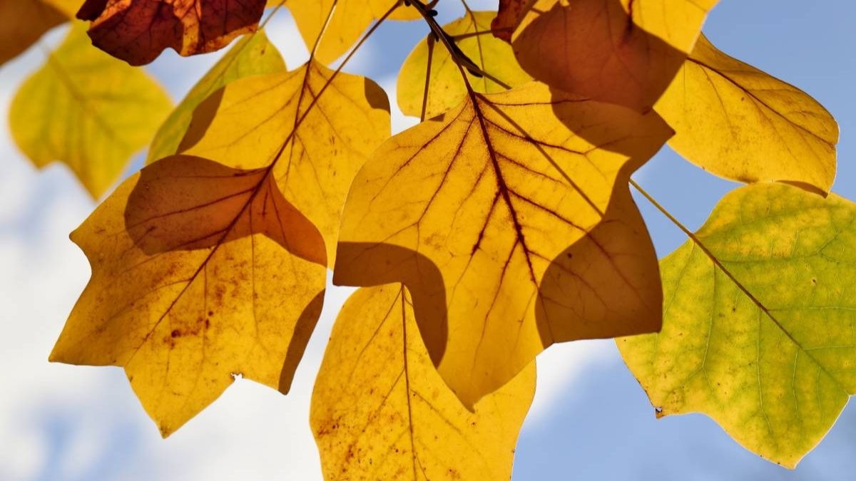 क्यों बदल जाता है पत्तियों का रंग?
