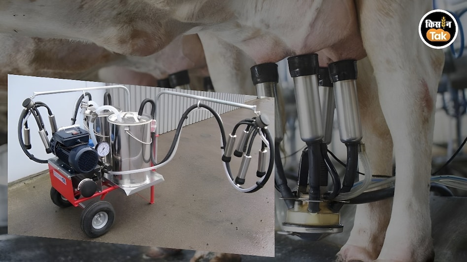 Milking: इस मशीन का करें इस्तेमाल, नहीं होगी पशुओं में खतरनाक बीमारी थनैला Milking: इस मशीन का करें इस्तेमाल, नहीं होगी पशुओं में खतरनाक बीमारी थनैला