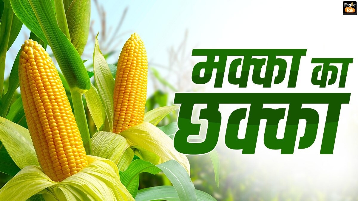 क्यों फायदे का सौदा है मक्का की खेती? 