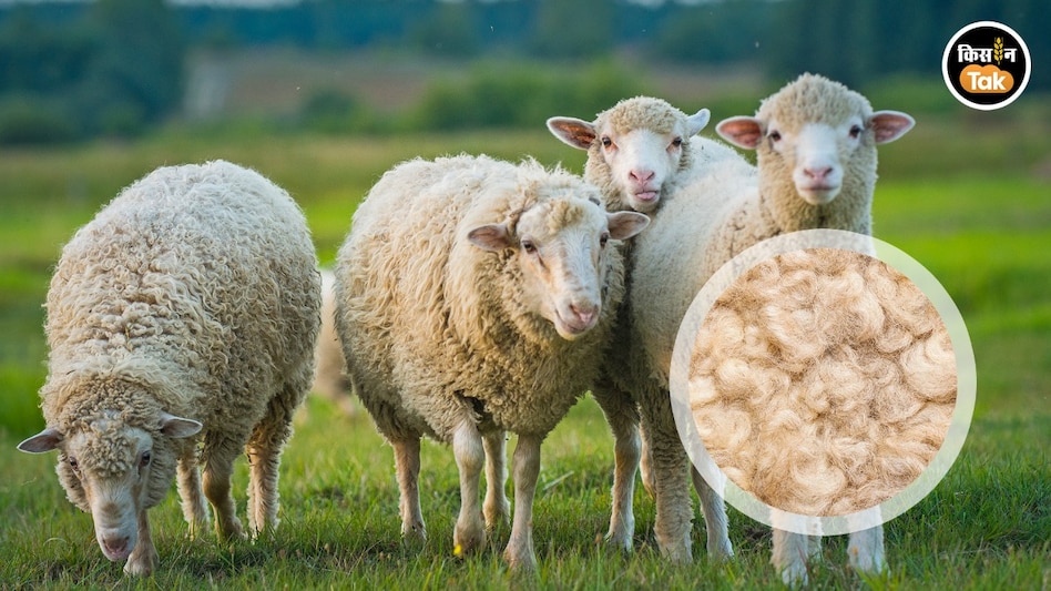 Sheep Wool: दोराहे पर आया कालीन कारोबार, घट रहा ऊन का उत्पादन Sheep Wool: दोराहे पर आया कालीन कारोबार, घट रहा ऊन का उत्पादन