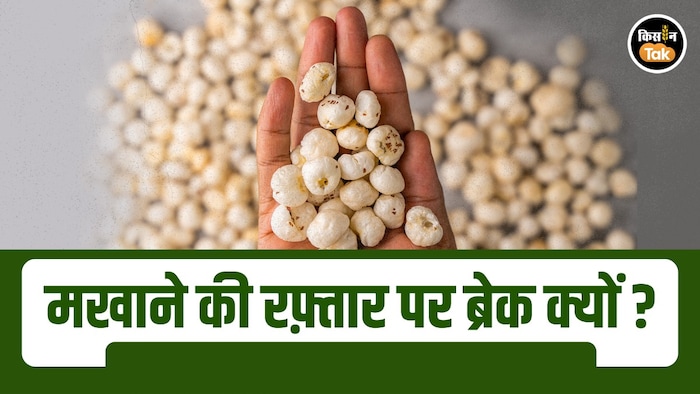 मखाना बिज़नेस
