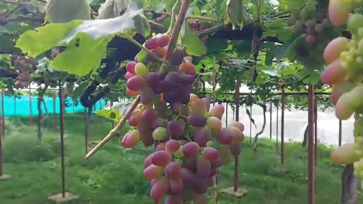 Kashmir Grape Village