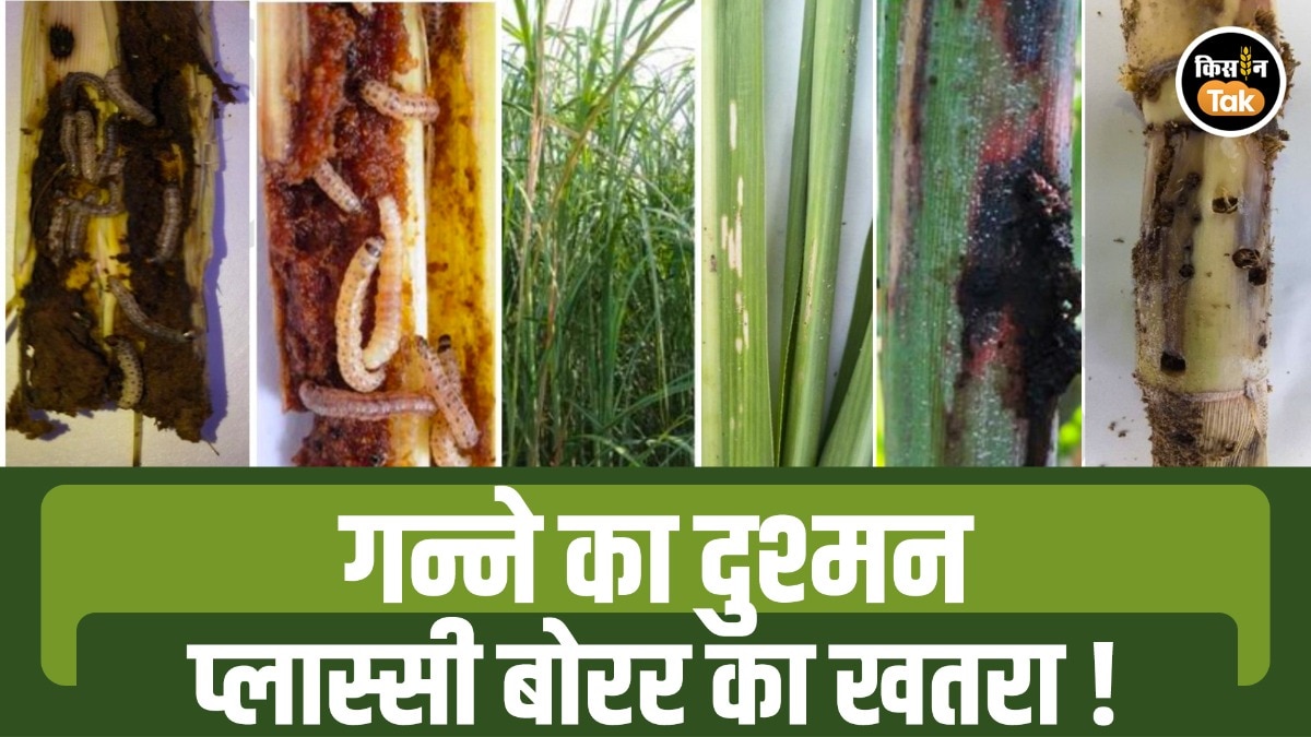 गन्ने की फसल पर 'प्लास्सी बोरर' कीट का खतरा