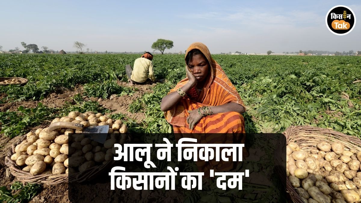 Potato Price Down