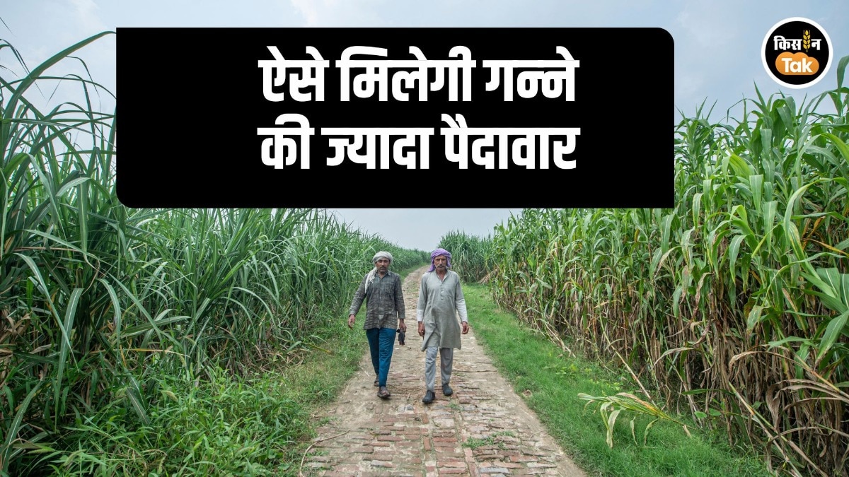 Sugarcane Farming Tips