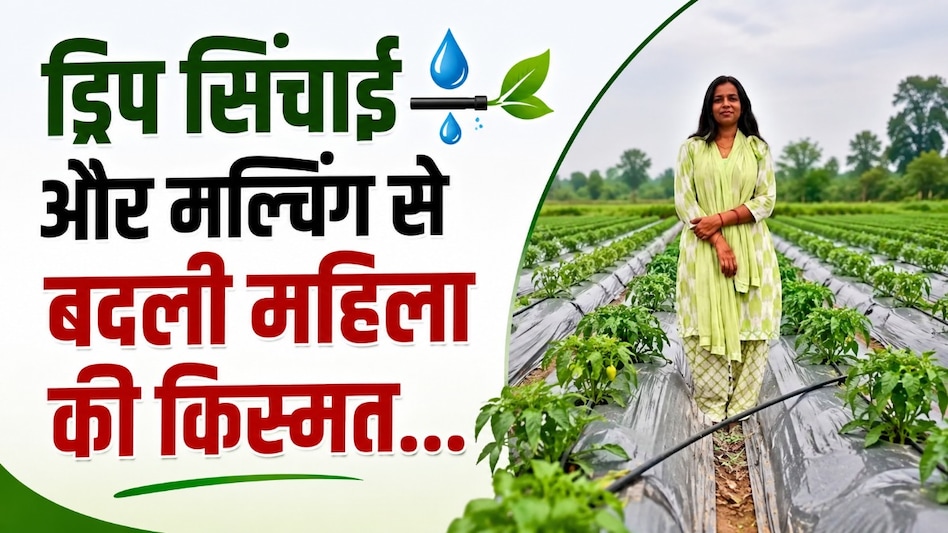 ड्रिप सिंचाई और मल्चिंग से बदली महिला किसान की किस्मत, सालाना हो रही 10 लाख रुपये की कमाई ड्रिप सिंचाई और मल्चिंग से बदली महिला किसान की किस्मत, सालाना हो रही 10 लाख रुपये की कमाई