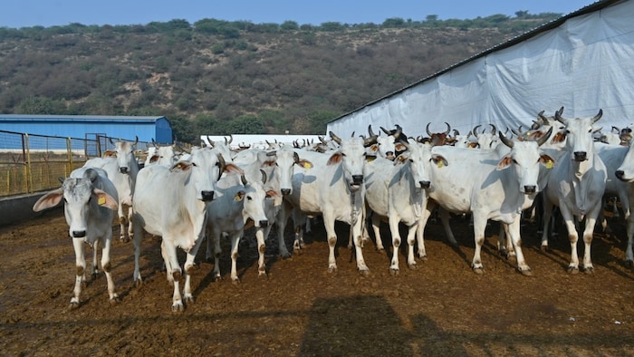 Cow Grant Scam Rajasthan
