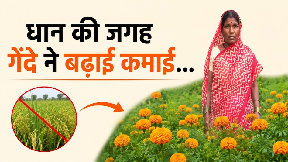 धान की खेती छोड़ी, गेंदे से कमाए ₹2 लाख से ज्यादा! महासमुंद की महिला किसान की सफलता धान की खेती छोड़ी, गेंदे से कमाए ₹2 लाख से ज्यादा! महासमुंद की महिला किसान की सफलता