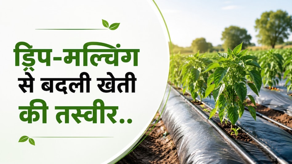धान की पारंपरिक खेती छोड़ ग्राफ्टेड टमाटर की खेती अपनाई, भारती बंसल ने 0.40 हेक्टेयर में कमाए ₹1.37 लाख का मुनाफा धान की पारंपरिक खेती छोड़ ग्राफ्टेड टमाटर की खेती अपनाई, भारती बंसल ने 0.40 हेक्टेयर में कमाए ₹1.37 लाख का मुनाफा