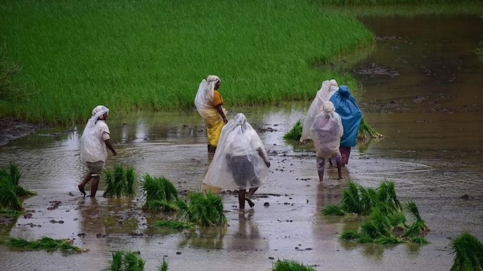 धान की खेती