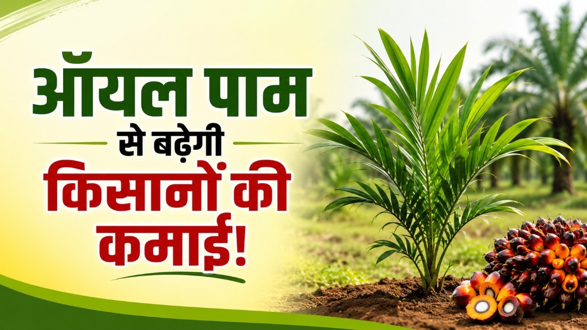 8 हेक्टेयर में 1,144 ऑयल पाम पौधों का रोपण, जीपीएम के किसानों को मिलेगा आय का नया जरिया