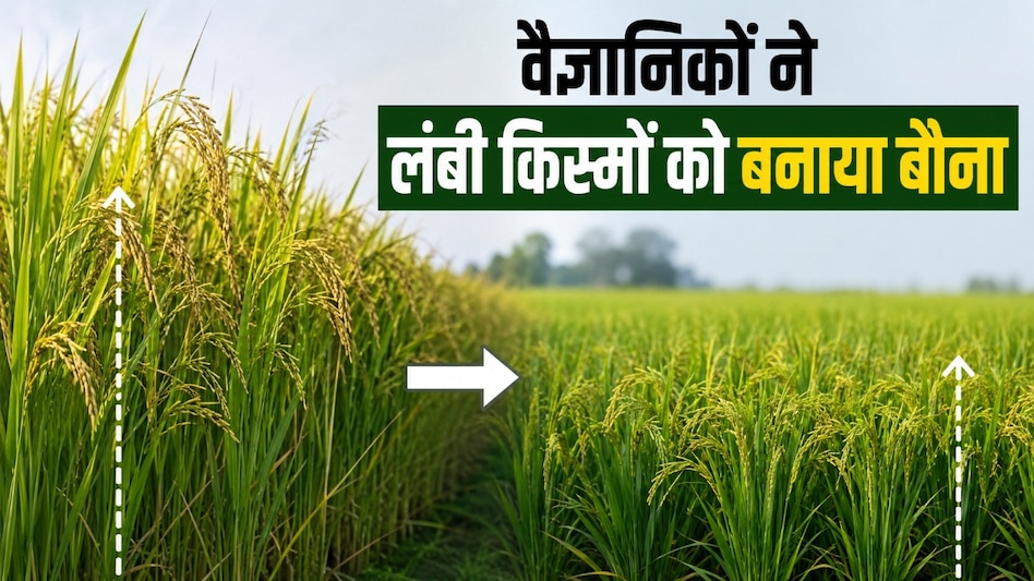 वैज्ञानिकों ने लंबी धान किस्मों से नई बौनी किस्में बनाईं, उत्पादन बढ़ने से किसानों को होगा फायदा वैज्ञानिकों ने लंबी धान किस्मों से नई बौनी किस्में बनाईं, उत्पादन बढ़ने से किसानों को होगा फायदा