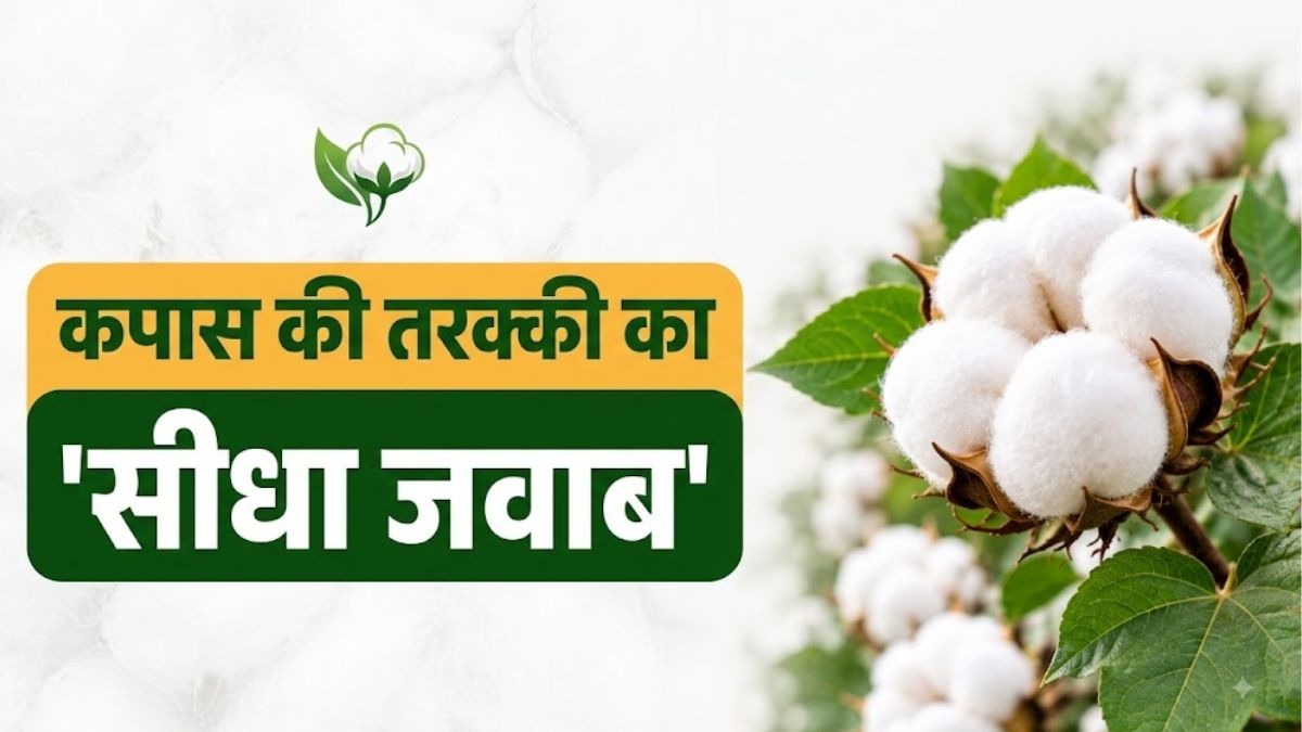 नई तकनीक से चमकेगा कपास की खेती , फोटो : AI