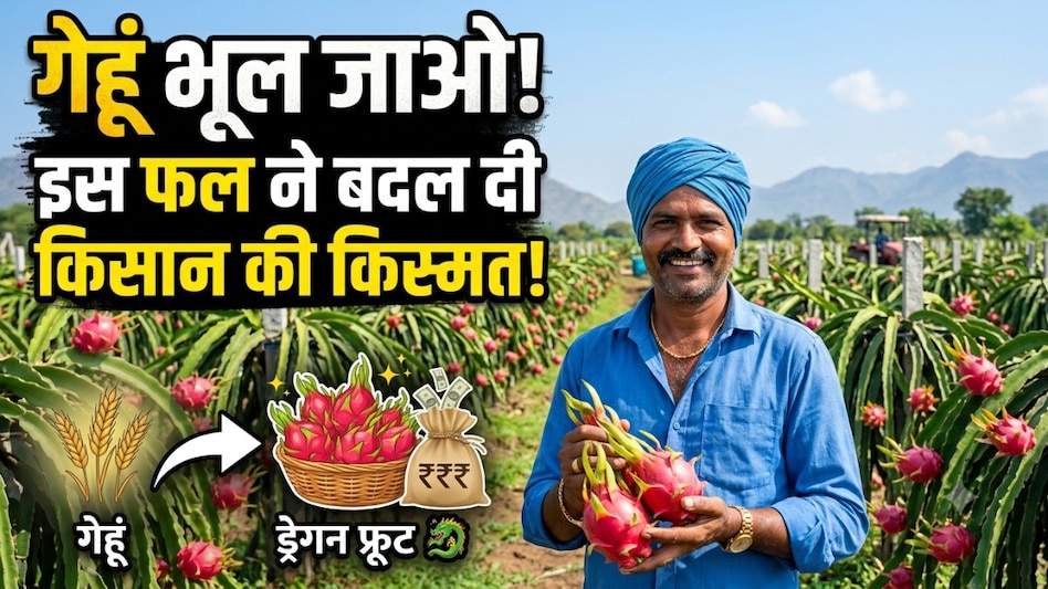 गेहूं-चना छोड़ 1.5 एकड़ में लगाया ये विदेशी फल, बीना का किसान बना लखपति गेहूं-चना छोड़ 1.5 एकड़ में लगाया ये विदेशी फल, बीना का किसान बना लखपति