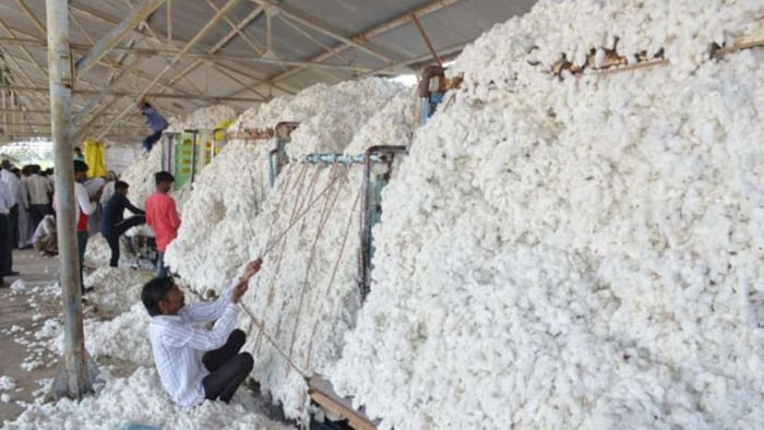 CCI Cotton Procurement Telangana