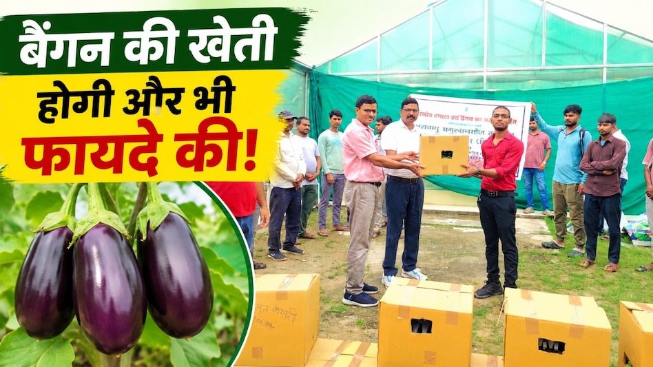 ग्राफ्टेड बैंगन से किसानों की बदलेगी खेती! कम लागत में बेहतर उत्पादन और कमाई का नया रास्ता ग्राफ्टेड बैंगन से किसानों की बदलेगी खेती! कम लागत में बेहतर उत्पादन और कमाई का नया रास्ता