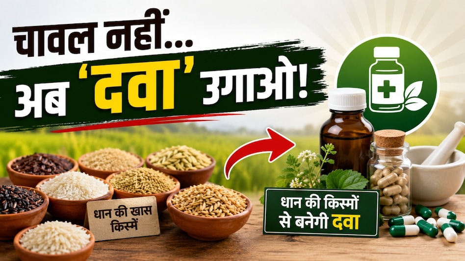 साधारण धान छोड़ किसान अब उगा रहे 'मेडिकल राइस', दवा कंपनियां दे रहीं मुंहमांगी कीमत साधारण धान छोड़ किसान अब उगा रहे 'मेडिकल राइस', दवा कंपनियां दे रहीं मुंहमांगी कीमत