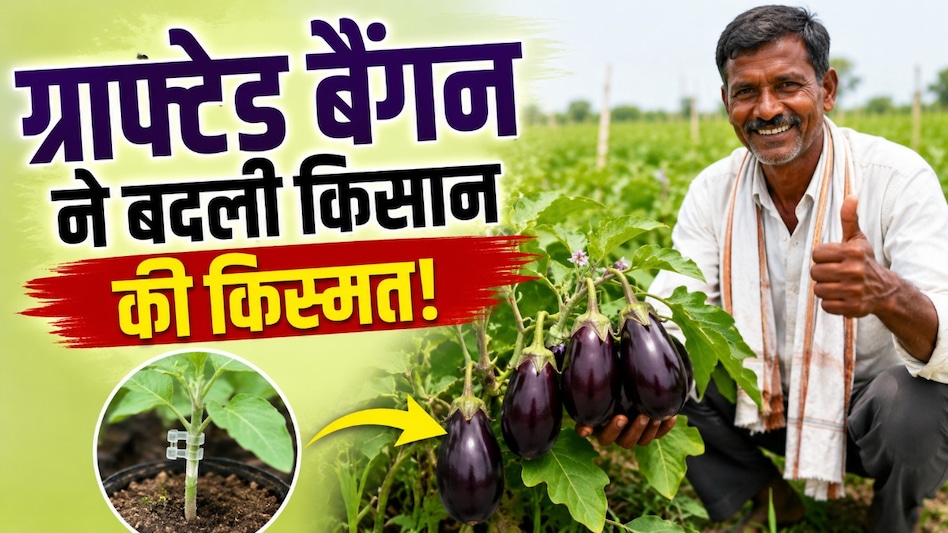 कमाल की खेती, लाखों का मुनाफा! ग्राफ्टेड बैंगन से किसान ने कमाए ₹2.39 लाख कमाल की खेती, लाखों का मुनाफा! ग्राफ्टेड बैंगन से किसान ने कमाए ₹2.39 लाख