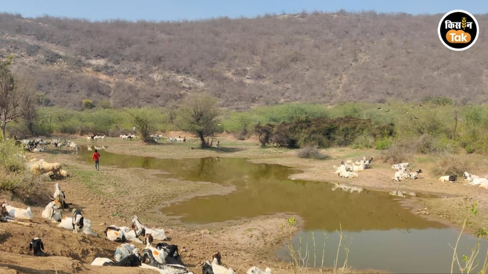 Goat-Donkey: बकरी एक कारोबार दो, यही है मिल्क डेयरी बनी बत्तीसी नस्ल की खासियत Goat-Donkey: बकरी एक कारोबार दो, यही है मिल्क डेयरी बनी बत्तीसी नस्ल की खासियत