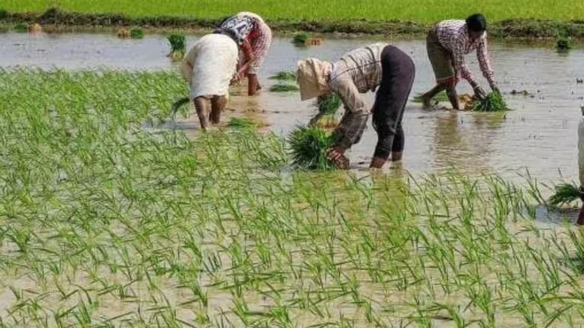 Chhattisgarh good rain monsoon impact farming
