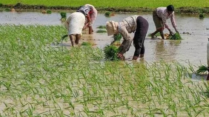 Chhattisgarh good rain monsoon impact farming