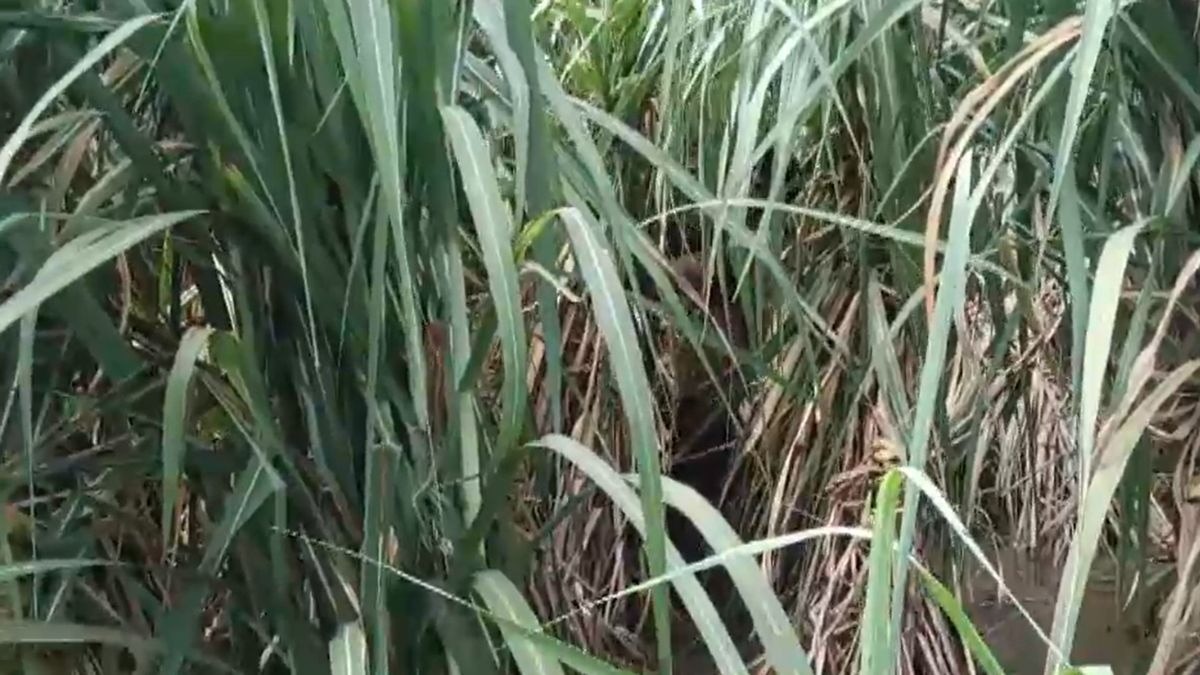 बारिश ने बिगाड़ा किसानों का खेल!