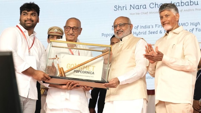 Non GMO Popcorn Maize Seeds Launch