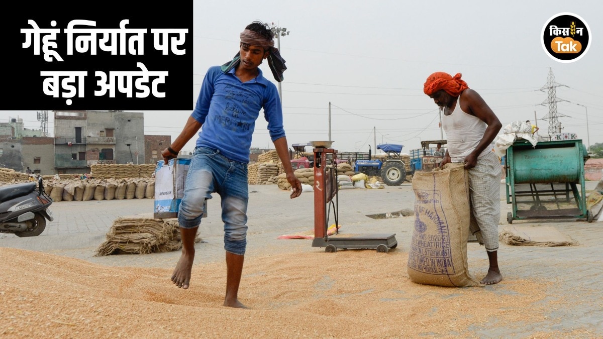 Wheat Export Open