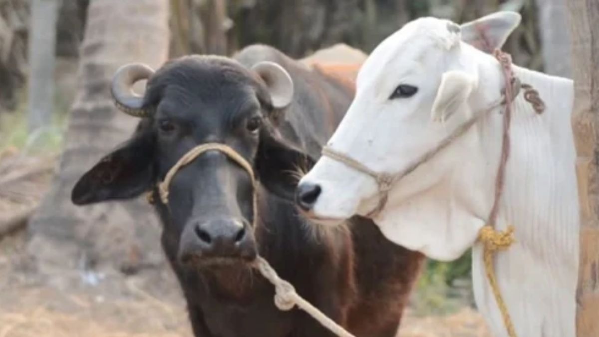 बरसात में पशुओं में फैलती हैं खतरनाक बीमारियां