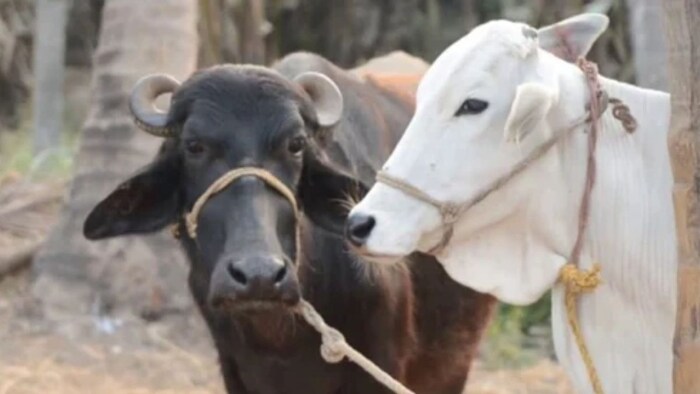 बरसात में पशुओं में फैलती हैं खतरनाक बीमारियां