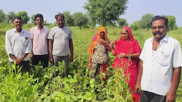 Nagaur Crop Insurance Scam