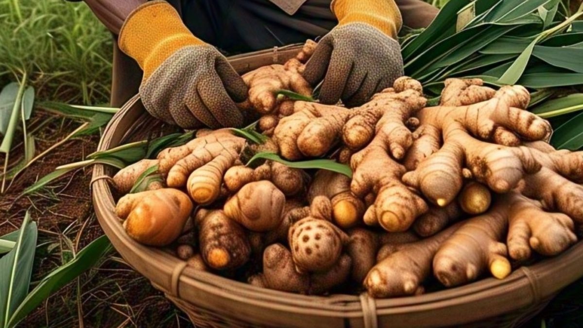 mizoram ginger procurement 