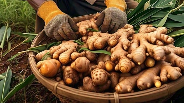 mizoram ginger procurement
