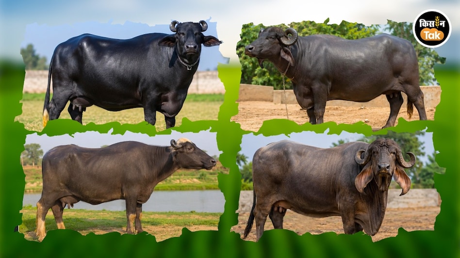 Ghee-Butter: ऑनलाइन घी-मक्खन का कारोबार करना चाहते हैं तो ये हैं भैंसों की 4 खास नस्ल Ghee-Butter: ऑनलाइन घी-मक्खन का कारोबार करना चाहते हैं तो ये हैं भैंसों की 4 खास नस्ल