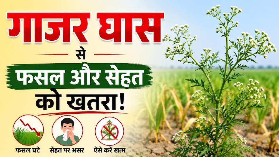 गाजर घास बनी किसानों की नई मुसीबत! फसल घटाने के साथ सेहत पर भी असर, ऐसे करें खत्म गाजर घास बनी किसानों की नई मुसीबत! फसल घटाने के साथ सेहत पर भी असर, ऐसे करें खत्म