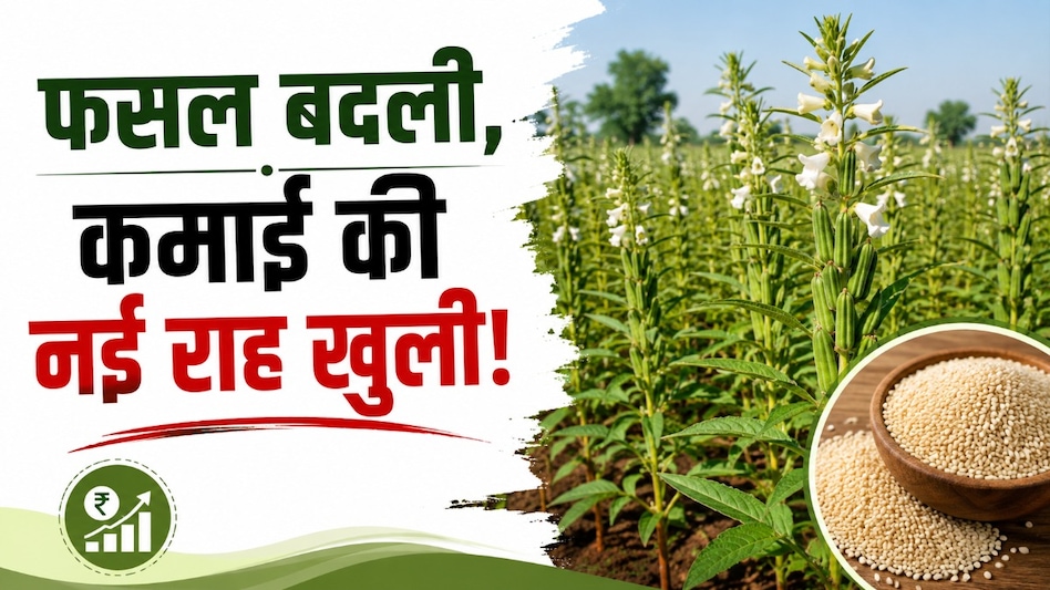 फसल विविधीकरण से किसानों को नई राह, सिहोरा में तिल की खेती ने दिखाया उम्मीद का मॉडल फसल विविधीकरण से किसानों को नई राह, सिहोरा में तिल की खेती ने दिखाया उम्मीद का मॉडल