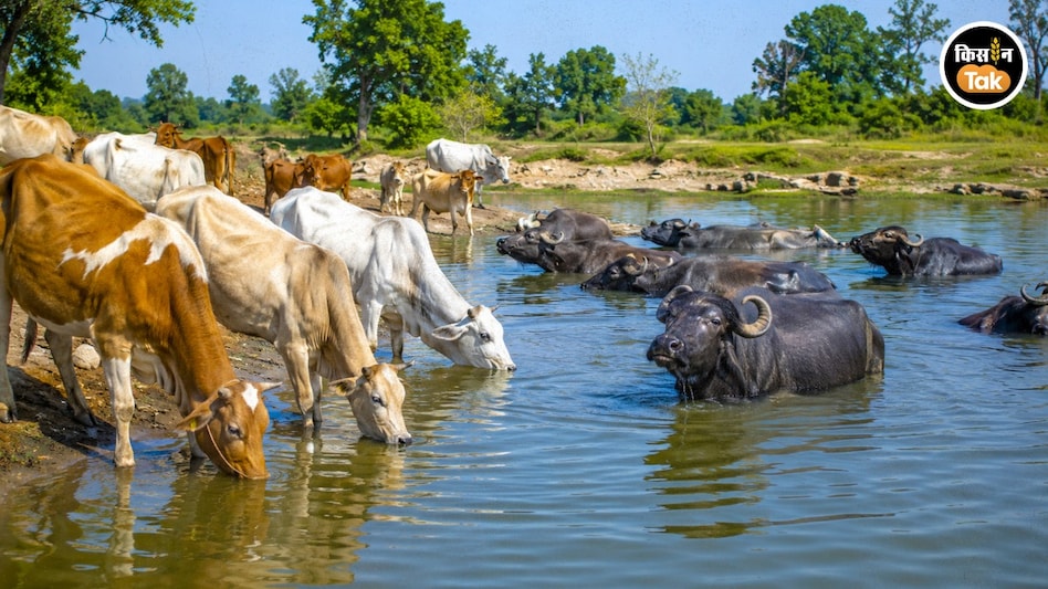 Animal Care: 3 साइंटिस्ट के ये खास टिप्स अपनाए तो पशुपालन में नहीं होगा नुकसान Animal Care: 3 साइंटिस्ट के ये खास टिप्स अपनाए तो पशुपालन में नहीं होगा नुकसान
