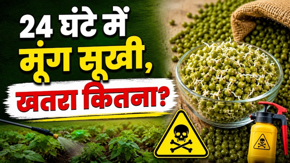 24 घंटे में मूंग सुखाने का ‘शॉर्टकट’! पेस्टिसाइड के बढ़ते इस्तेमाल से मिट्टी और सेहत पर खतरा 24 घंटे में मूंग सुखाने का ‘शॉर्टकट’! पेस्टिसाइड के बढ़ते इस्तेमाल से मिट्टी और सेहत पर खतरा