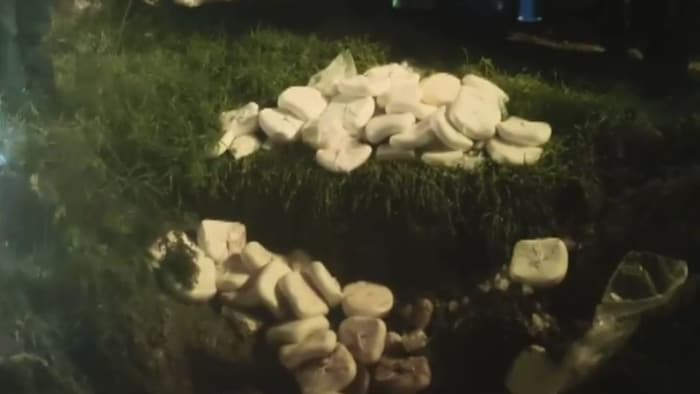 Fake Paneer Mathura