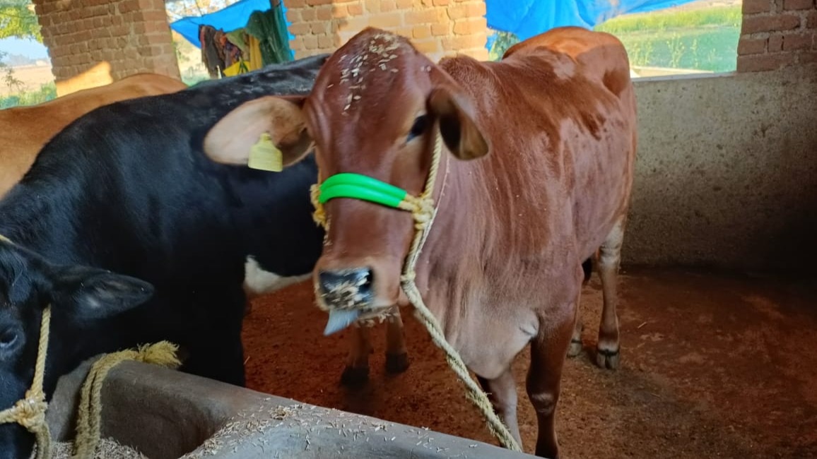 Cow Farming, Animal Care in Winter