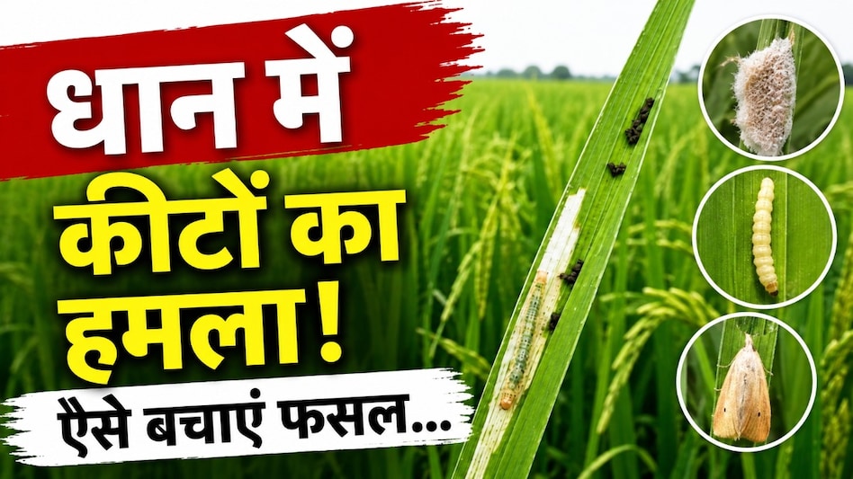 धान की फसल पर कीटों का हमला! किसान ऐसे करें बचाव, विशेषज्ञों ने दी सलाह धान की फसल पर कीटों का हमला! किसान ऐसे करें बचाव, विशेषज्ञों ने दी सलाह