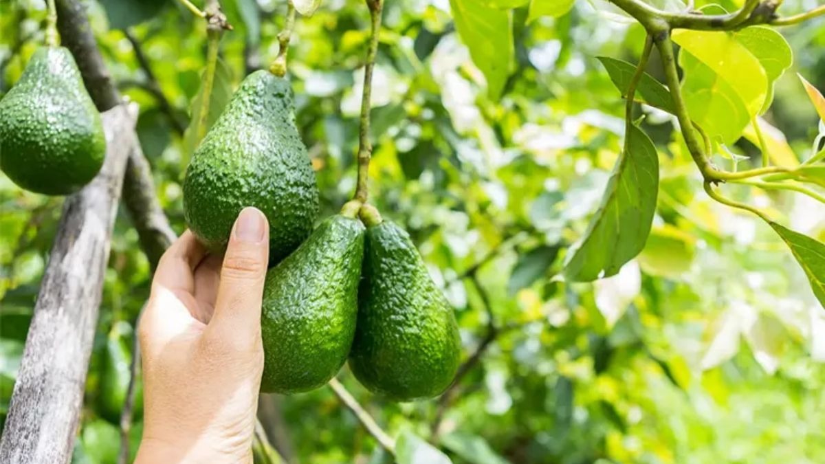 Avocado Farming